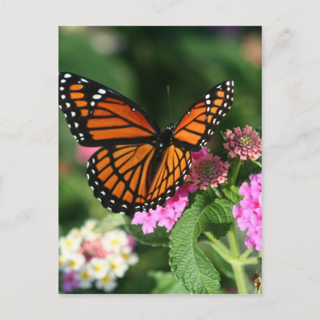 Monarch Butterfly on Lantana Flower Postcard (Front)