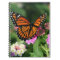Monarch Butterfly on Lantana Flowers.Notebook