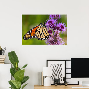 Monarch Butterfly on Liatris Poster