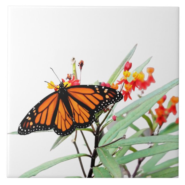 Monarch Butterfly on Milkweed Blooms, on White  Ceramic Tile (Front)
