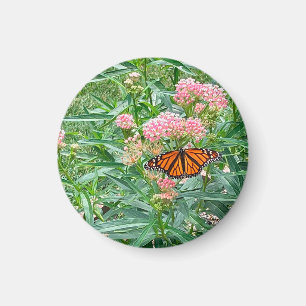 Monarch Butterfly on Milkweed Magnet