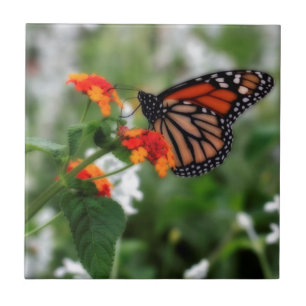 Monarch Butterfly on Orange and Red Lantana Tile