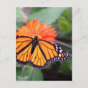 Monarch butterfly on orange flower postcard