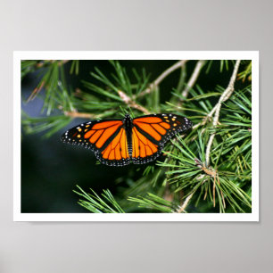 Monarch Butterfly on Pine Poster