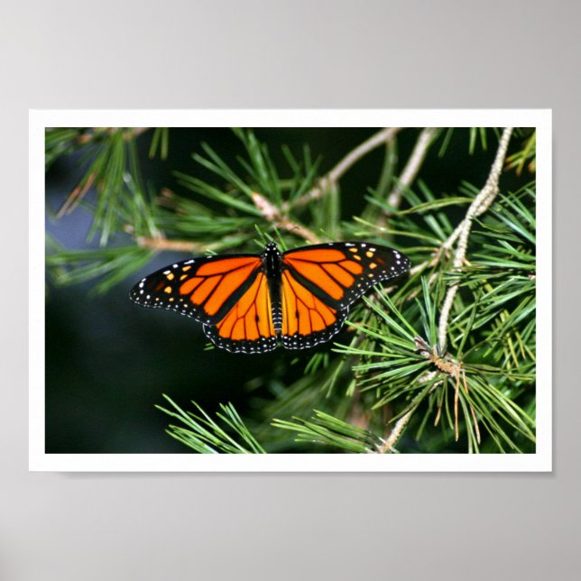 Monarch Butterfly on Pine Poster (Front)