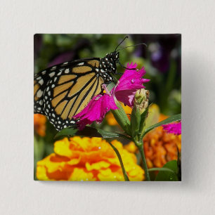 Monarch butterfly on pink marigold-button 15 cm square badge