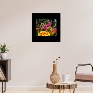 Monarch Butterfly on Pink Marigold Flower  Poster