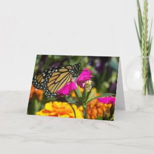 Monarch butterfly on pink marigold-greeting cards