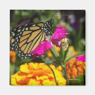 Monarch butterfly on pink marigold-magnet magnet