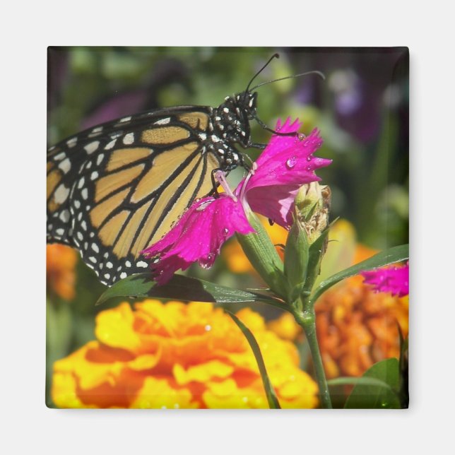 Monarch butterfly on pink marigold-magnet magnet (Front)