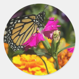 Monarch butterfly on pink marigold-sticker classic round sticker