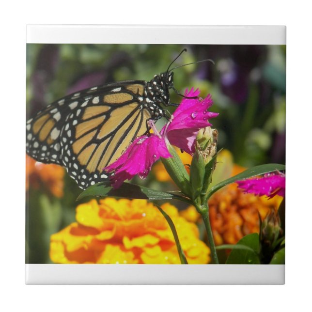 Monarch Butterfly on pink marigold-tile Ceramic Tile (Front)