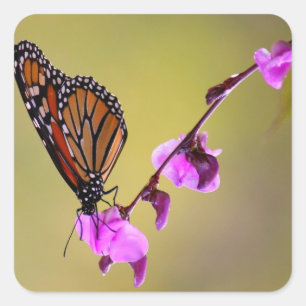 Monarch Butterfly on Pink Orchid Stickers