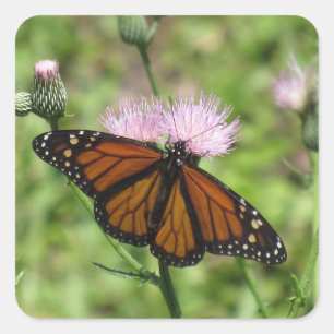Monarch Butterfly on Pink Thistle Stickers