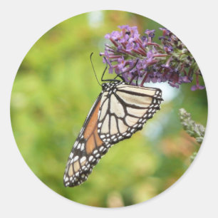 Monarch Butterfly on Purple Butterfly Bush Classic Round Sticker