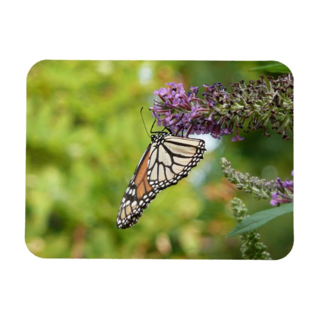 Monarch Butterfly on Purple Butterfly Bush Magnet (Horizontal)