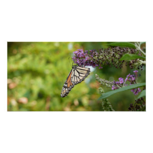 Monarch Butterfly on Purple Butterfly Bush Poster