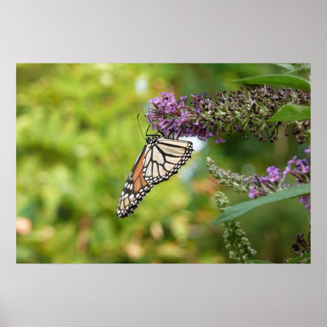 Monarch Butterfly on Purple Butterfly Bush Poster (Front)