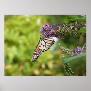 Monarch Butterfly on Purple Butterfly Bush Poster