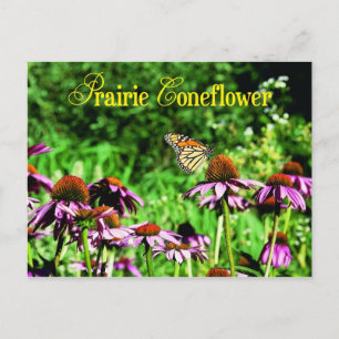 Monarch butterfly on purple prairie coneflower postcard