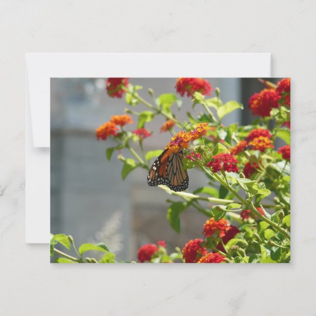 Monarch Butterfly on Red Butterfly Bush (Front)