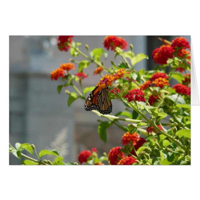 Monarch Butterfly on Red Butterfly Bush (Front Horizontal)