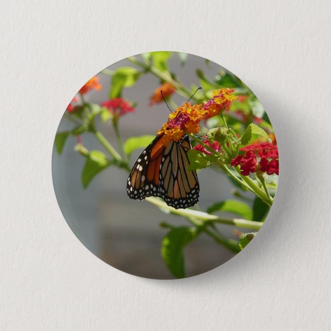 Monarch Butterfly on Red Butterfly Bush 6 Cm Round Badge (Front)
