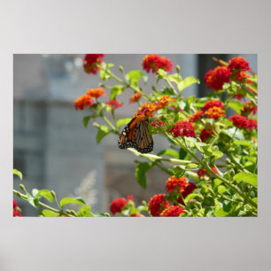 Monarch Butterfly on Red Butterfly Bush Poster