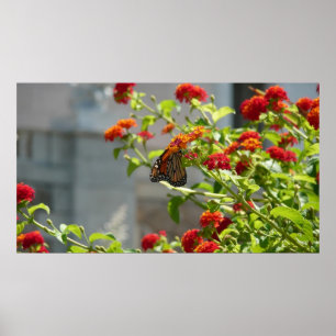 Monarch Butterfly on Red Butterfly Bush Poster