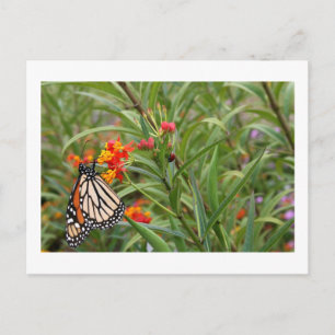 Monarch butterfly on red orange flower plant postcard