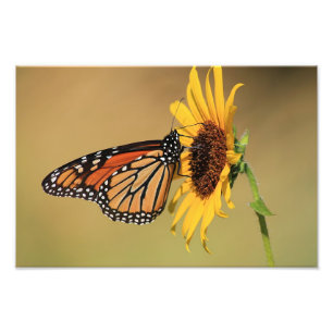 Monarch Butterfly on Sunflower Photo Print