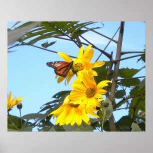 Monarch Butterfly On Sunflowers Poster