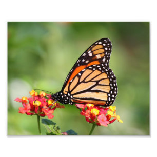 Monarch Butterfly on Two Lantana Flowers Photo Print