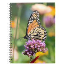 Monarch Butterfly on Verbena Blank