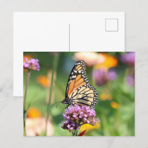 Monarch Butterfly on Verbena Blank Postcard