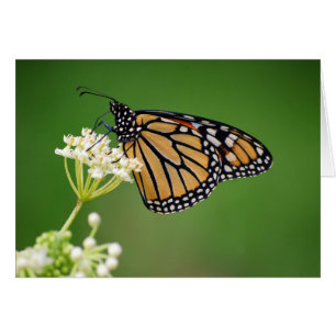 Monarch Butterfly on White Swamp Milkweed Flower C