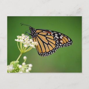 Monarch Butterfly on White Swamp Milkweed Postcard