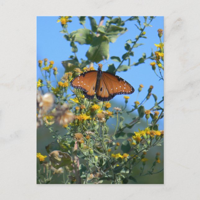 Monarch Butterfly On Yellow Wildflowers Postcard (Front)
