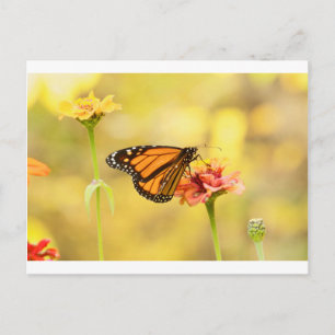 Monarch Butterfly on Zinnia Postcard