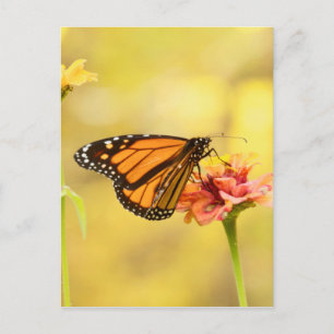 Monarch Butterfly on Zinnia Postcard
