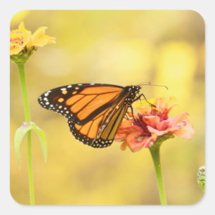 Monarch Butterfly on Zinnia Square Sticker