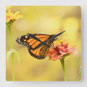 Monarch Butterfly on Zinnia Square Wall Clock