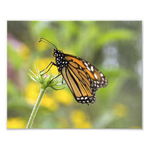 Monarch Butterfly Photo