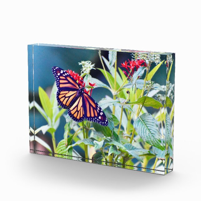 Monarch Butterfly photo blocks (Right)