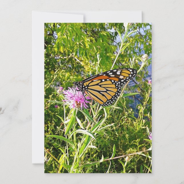 Monarch Butterfly Photo Card (Front)