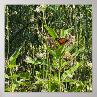 Monarch Butterfly Photo Poster