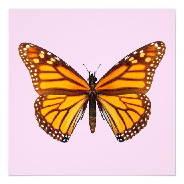 Monarch Butterfly Photo Print (Front)