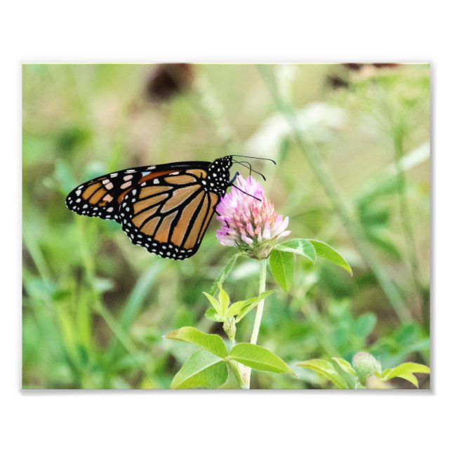 Monarch Butterfly Photo Print (Front)