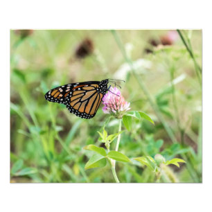 Monarch Butterfly Photo Print