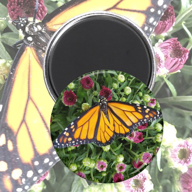 Monarch Butterfly Photographic Magnet (Creator Uploaded)